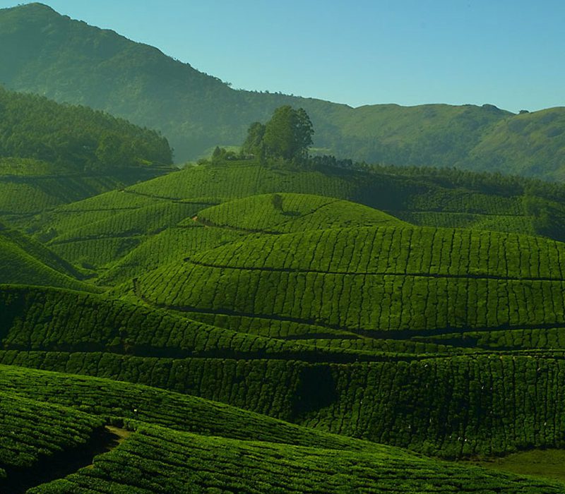 munnar tea estate